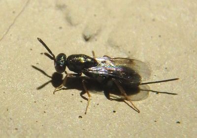 Torymidae Chalcid Wasp species; female