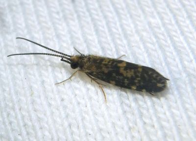 Trichoptera Caddisfly species