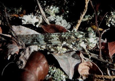 Trimerotropis saxatilis; Lichen Grasshopper 