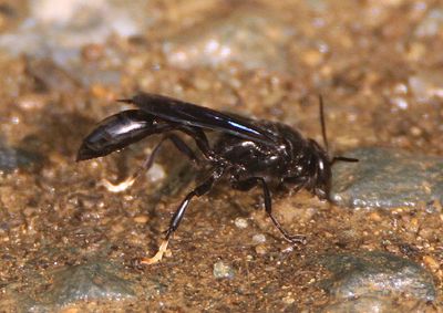 Trypoxylon politum; Organ Pipe Mud-dauber Wasp 