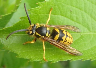 Vespula maculifrons; Eastern Yellowjacket; female