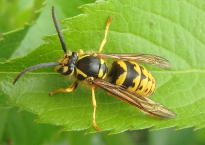 Vespula maculifrons; Eastern Yellowjacket; female