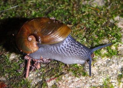 Vitrinizonites latissimus; Glassy Grapeskin Snail 