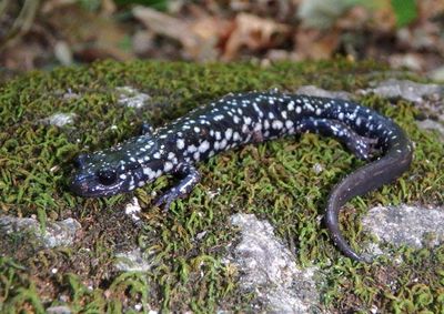 Western Slimy Salamander 