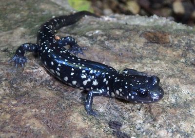 Western Slimy Salamander 