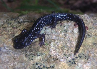 White-spotted Slimy Salamander 