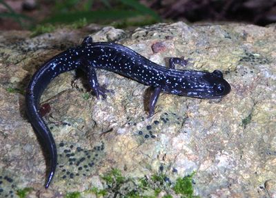 White-spotted Slimy Salamander