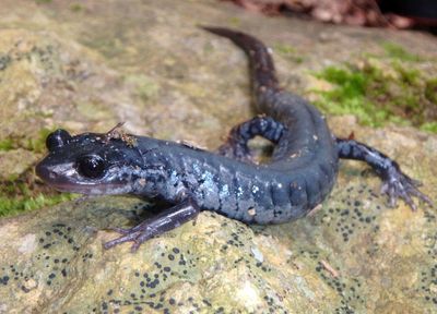 Yonahlossee Salamander - abberant 