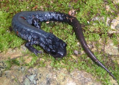 Yonahlossee Salamander - abberant