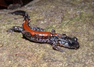 Yonahlossee Salamander