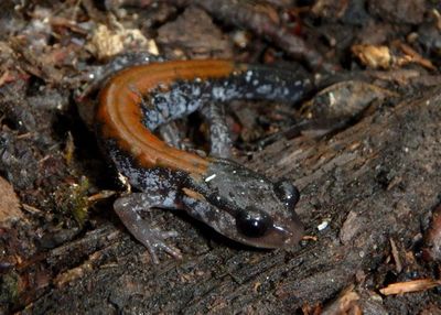Yonahlossee Salamander