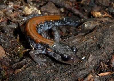 Yonahlossee Salamander 