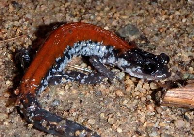 Yonahlossee Salamander