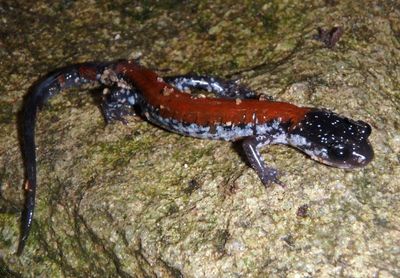 Yonahlossee Salamander