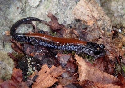 Yonahlossee Salamander