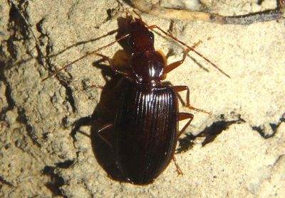 Platynus parmarginatus; Ground Beetle species