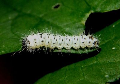 8211 - Lophocampa caryae; Hickory Tussock caterpillar