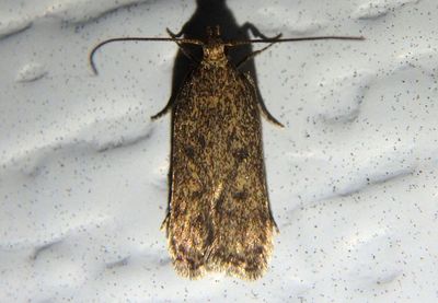 1137-1142 - Glyphidocera Twirler Moth species 