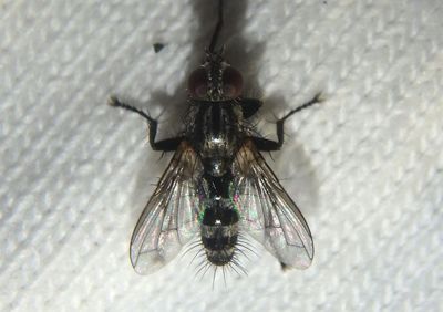 Stevenia Woodlouse Fly species