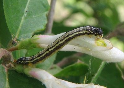 6258 - Alsophila pometaria; Fall Cankerworm