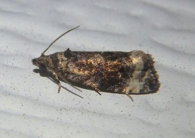 2733 - Endothenia heinrichi; Tortricid Moth species