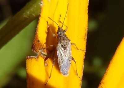 Xyonysius californicus; California False Chinch Bug