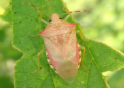 Podisus maculiventris; Spined Soldier Bug