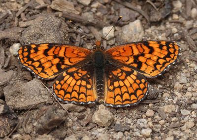 Chlosyne palla; Northern Checkerspot; male