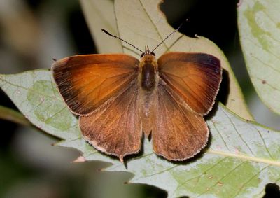 Habrodais grunus; Golden Hairstreak 