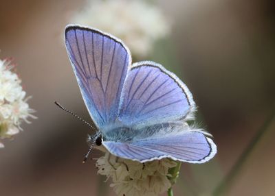 Lycaena heteronea; Blue Copper; male
