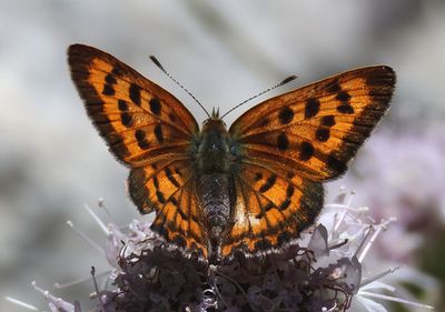 Lycaena nivalis; Lilac-bordered Copper; female