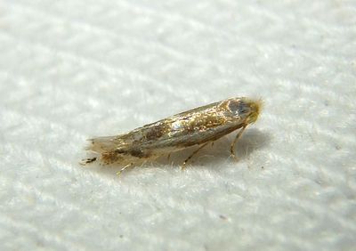 0522 - Bucculatrix angustata; Ribbed Coccon-maker Moth species