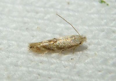 0549 - Bucculatrix packardella; Ribbed Cocoon-maker Moth species 