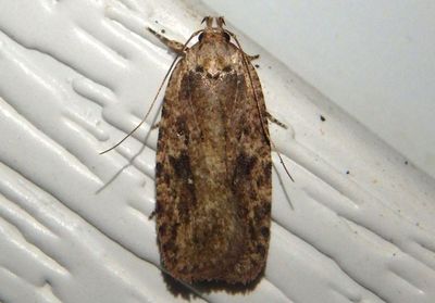 0867 - Agonopterix pulvipennella; Twirler Moth species