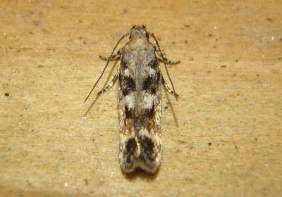 2040-2042 - Caryocolum Twirler Moth species 