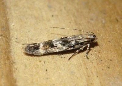 2040-2042 - Caryocolum Twirler Moth species 