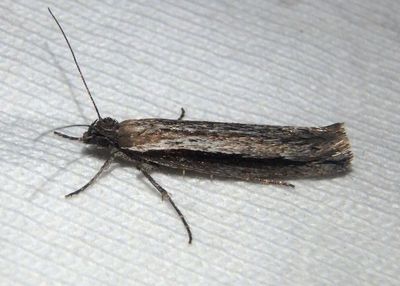 2381 - Ypsolopha flavistrigella; Ermine Moth species