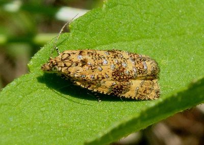2838.1 - Olethreutes ferrolineana; Tortricid Moth species