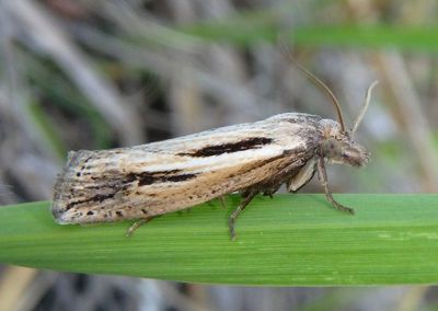 3100 - Eucosma bilineana; Tortricid Moth species