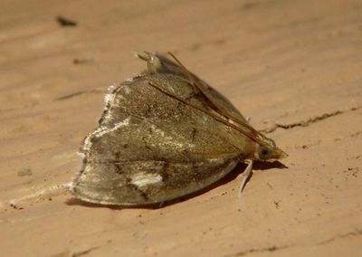 4951 - Perispasta caeculalis; Crambid Snout Moth species 