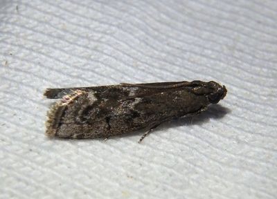 5926 - Canarsia ulmiarrosorella; Elm Leaftier Moth