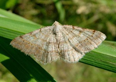 6386 - Digrammia ocellinata; Faint-spotted Angle