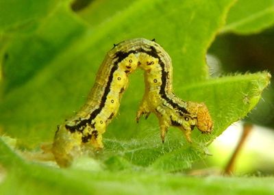 6660 - Phigalia strigataria; Small Phigalia caterpillar