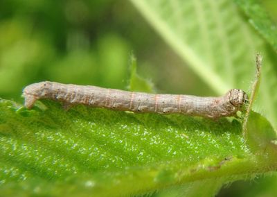 6662 - Paleacrita vernata; Spring Cankerworm