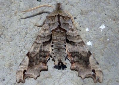 7871 - Deidamia inscripta; Lettered Sphinx