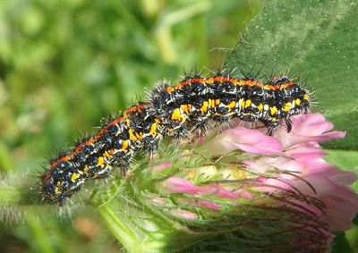 8107-8112 - Haploa Tiger Moth species caterpillar 