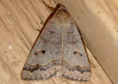 8591 - Phoberia atomaris; Common Oak Moth