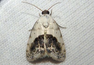 9095 - Ponometia erastrioides; Small Bird Dropping Moth