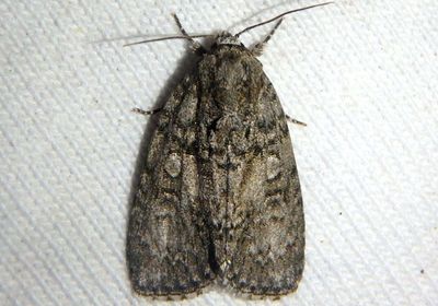 9251 - Acronicta retardata; Maple Dagger Moth