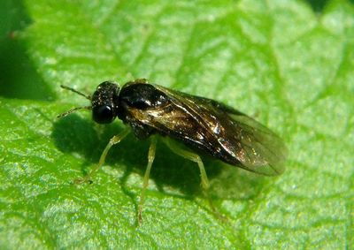 Acordulecera Pergid Sawfly species